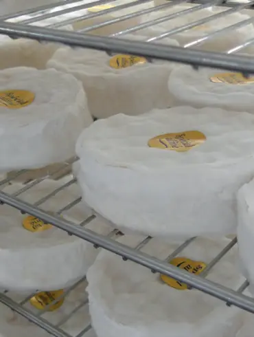 Penicillium Camembert aveludado